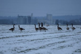 Benikla-Kanadyjska