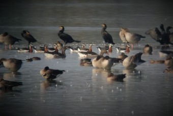 Bernikla-Rdzawoszyja