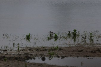 Biegus-Płaskodzioby