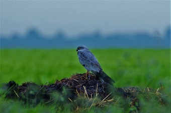 Błotniak-Łąkowy