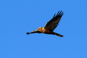 Błotniak-Stawowy