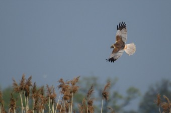 Błotniak-Stawowy