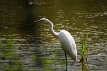 Czapla-Biała