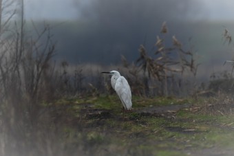 Czapla-Biała