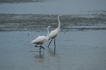 Czapla-Biała