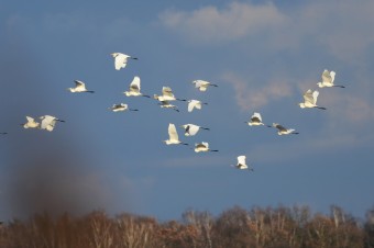 Czapla-Biała