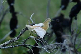 Czapla- Modronosa