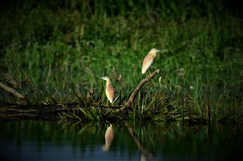 Czapla -Modronosa