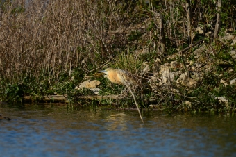 Czapla- Modronosa