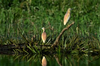 Czapla- Modronosa