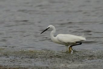 Czapla-Nadobna