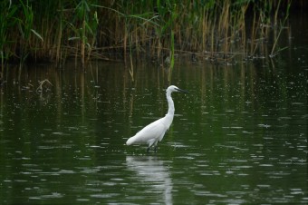 Czapla-Nadobna