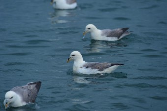 Fulmar