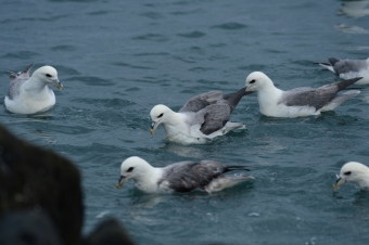 Fulmar