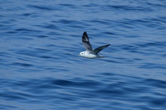 Fulmar