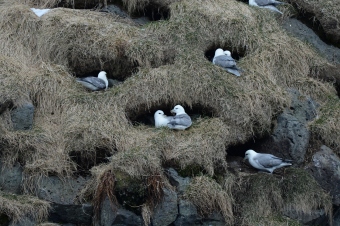 Fulmar