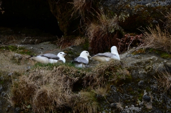 Fulmar