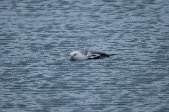 Fulmar