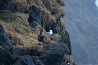 Fulmar