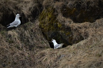 Fulmar