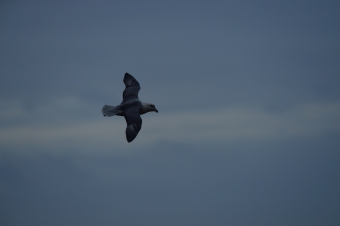 Fulmar