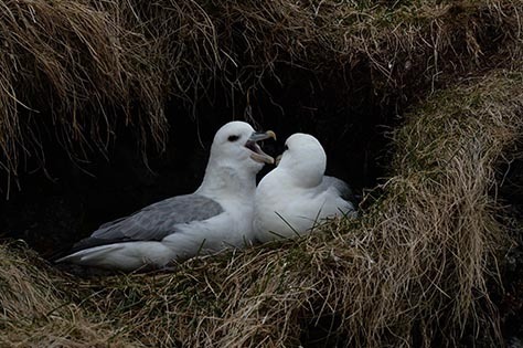 Fulmar