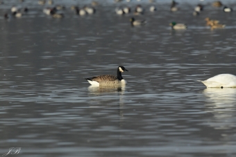 Gęś Północna