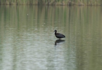 Ibis-Kasztanowaty