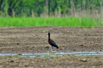 Ibis-Kasztanowaty