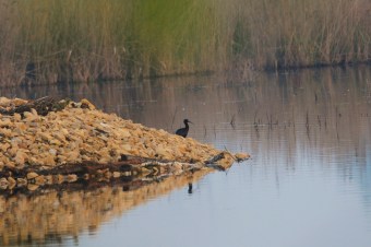 Ibis-Kasztanowaty