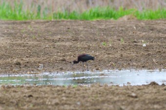 Ibis-Kasztanowaty