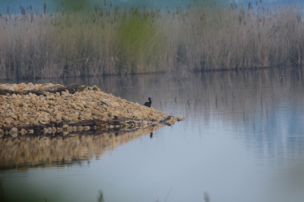 Ibis-Kasztanowaty