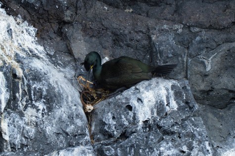 Kormoran Czubaty