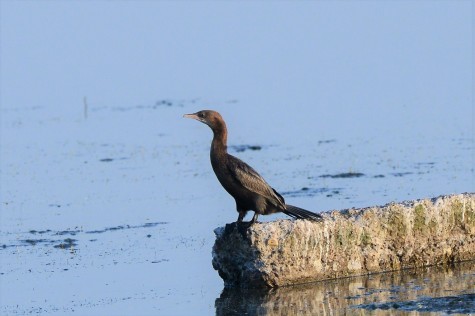 Kormoran Mały 