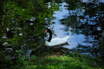 Łabędź-Czarnogłow