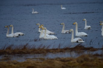 Łabędź-Krzykliwy