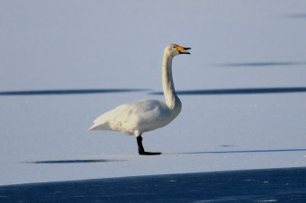 Łabędź-Krzykliwy