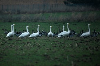 Łabędź-Krzykliwy