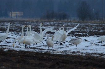 Łabędź-Krzykliwy