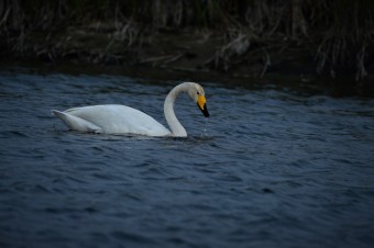 Łabędź-Krzykliwy