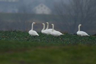 Łabędź-Krzykliwy