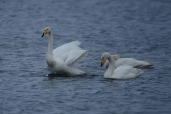 Łabędź-Krzykliwy