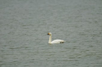 Łabędź-Mały