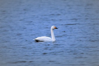 Łabędź-Mały