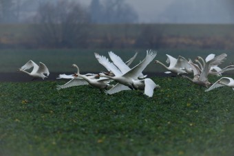 Łabędź-Niemy