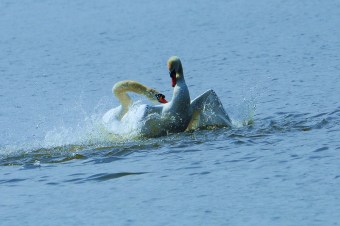 Łabędź-Niemy