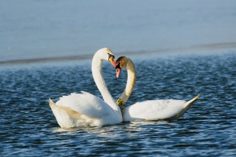 Łabędź-Niemy