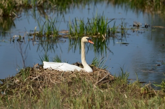 Łabędź-Niemy