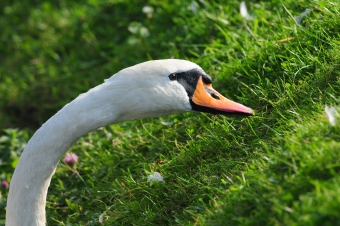 Łabędź-Niemy