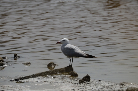 Mewa Śródziemnomorska 